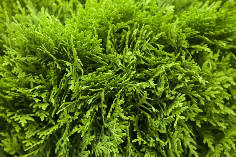 Thuja occ. 'Danica' 50- 60   C20 - afbeelding 4