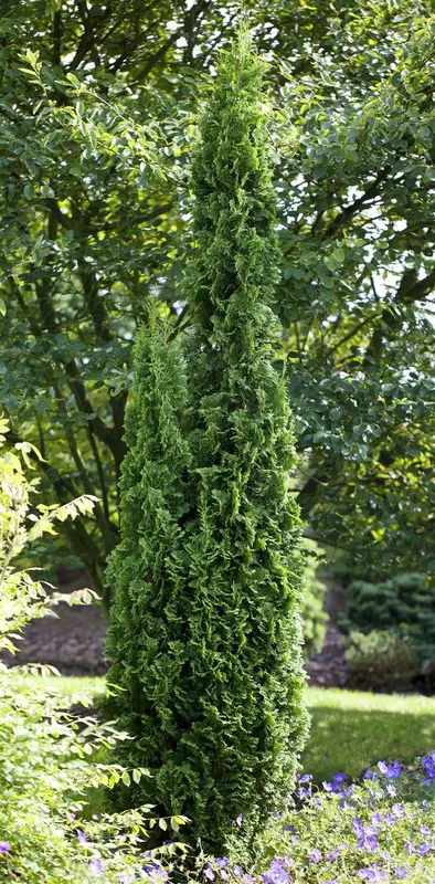 Thuja occ. 'Degroot's Spire' 60- 80   C7.5 - afbeelding 2