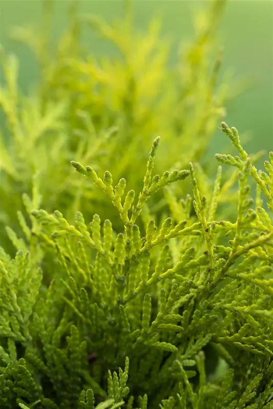Thuja occ. 'Golden Globe' 40- 50   C7,5 - afbeelding 2