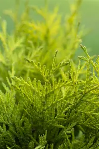 Thuja occ. 'Golden Globe' 40- 50   C7,5 - afbeelding 2