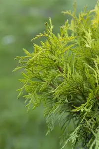 Thuja occ. 'Golden Globe' 40- 50   C7,5 - afbeelding 3