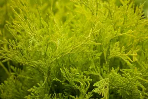Thuja occ. 'Golden Globe' 40- 50   C7,5 - afbeelding 1