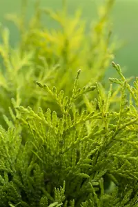 thuja occ. 'golden globe' (60- 70cm) - afbeelding 3