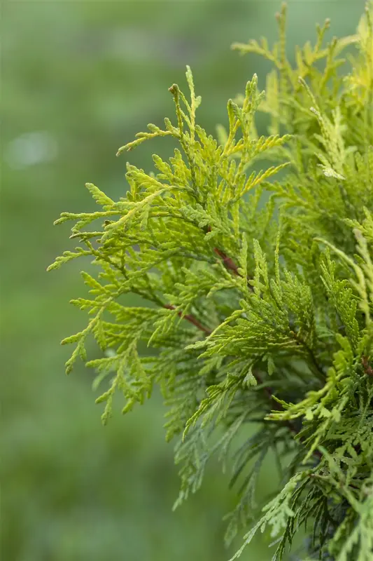 thuja occ. 'golden globe' (60- 70cm) - afbeelding 4