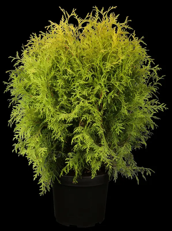 thuja occ. 'golden globe' (60- 70cm) - afbeelding 1