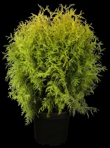 thuja occ. 'golden globe' (60- 70cm) - afbeelding 5