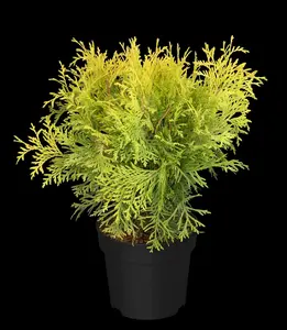 thuja occ. 'golden globe' (60- 70cm) - afbeelding 5