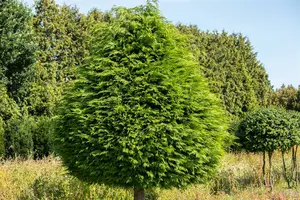 Thuja occ. 'Golden Globe' 80-100 C45 - afbeelding 4