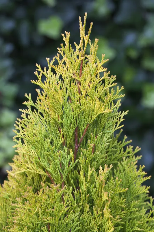 Thuja occ. 'Golden Smaragd' 100-125   KLUIT - afbeelding 3