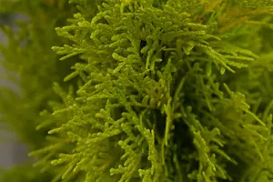 Thuja occ. 'Golden Smaragd' 100-125   KLUIT - afbeelding 5