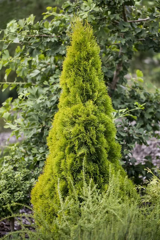 Thuja occ. 'Golden Smaragd' 40- 50   C7,5 - afbeelding 1