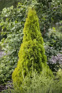 Thuja occ. 'Golden Smaragd' 40- 50   C7,5 - afbeelding 1