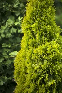 Thuja occ. 'Golden Smaragd' 40- 50   C7,5 - afbeelding 2