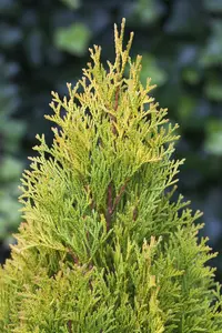 Thuja occ. 'Golden Smaragd' 40- 50   C7,5 - afbeelding 3