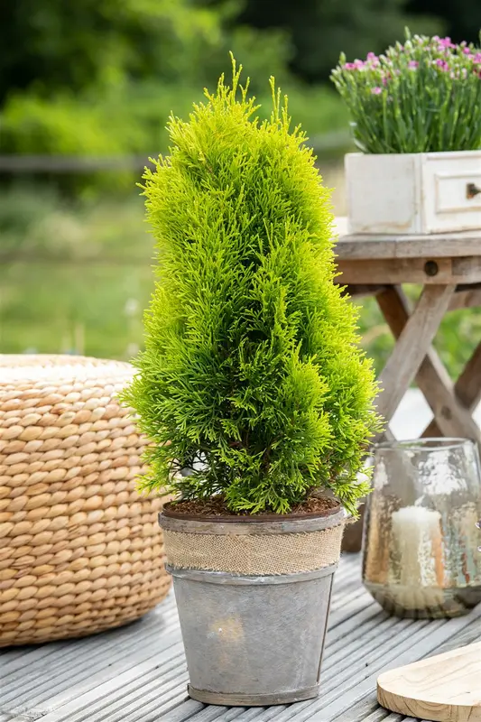 Thuja occ. 'Golden Smaragd' 40- 50   C7,5 - afbeelding 4