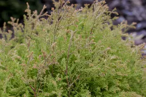 thuja occ. 'golden tuffet' (20- 25 C cm) - afbeelding 3