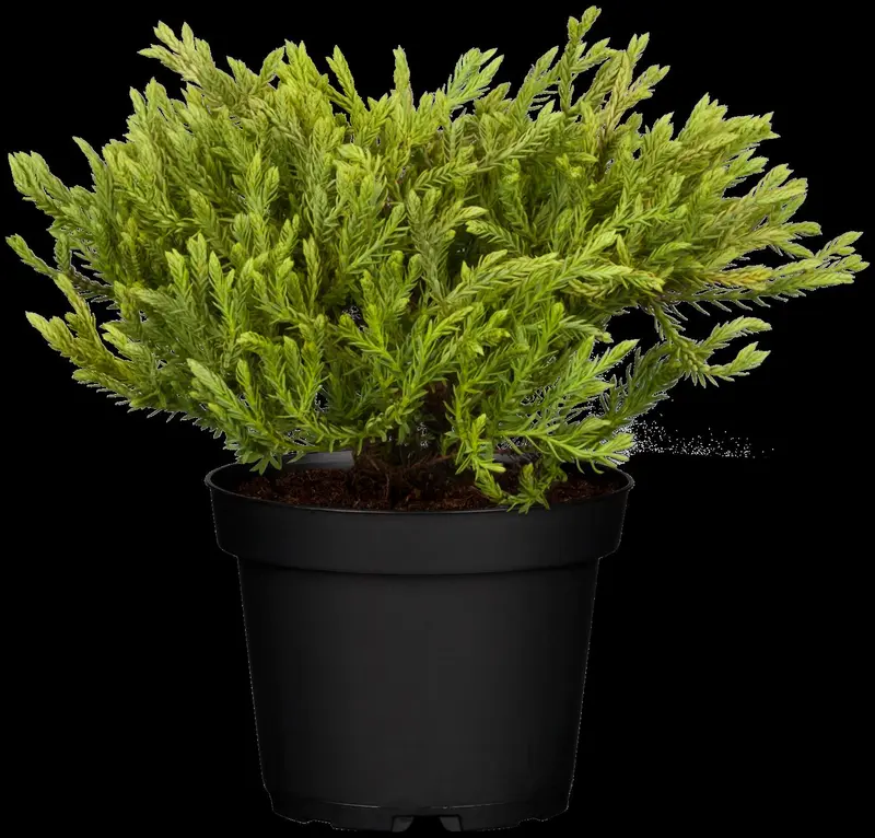 thuja occ. 'golden tuffet' (20- 25 C cm) - afbeelding 4
