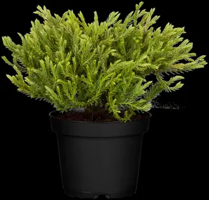 thuja occ. 'golden tuffet' (20- 25 C cm) - afbeelding 4