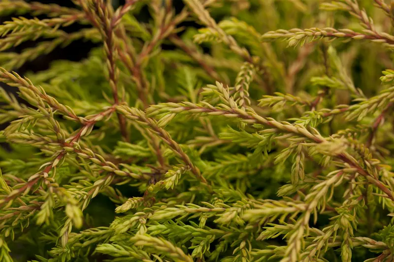 Thuja occ. 'Golden Tuffet' 30- 40   C7,5 - afbeelding 1