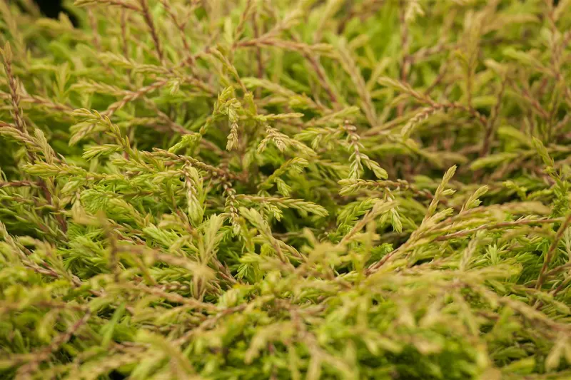 Thuja occ. 'Golden Tuffet' 30- 40   C7,5 - afbeelding 2
