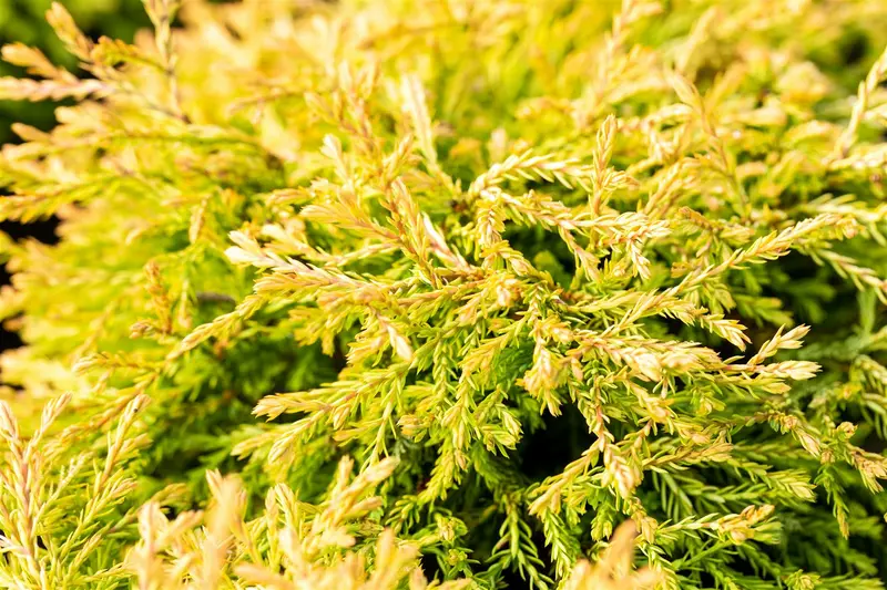 Thuja occ. 'Golden Tuffet' 30- 40   C7,5 - afbeelding 4