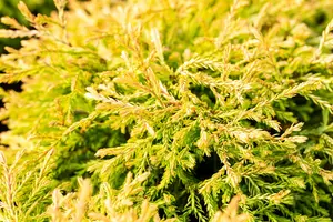 Thuja occ. 'Golden Tuffet' 30- 40   C7,5 - afbeelding 4