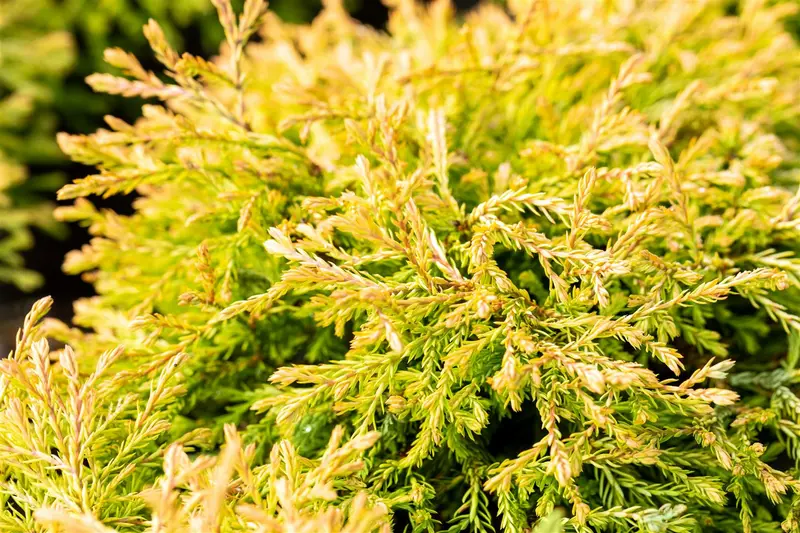 Thuja occ. 'Golden Tuffet' 30- 40   C7,5 - afbeelding 5