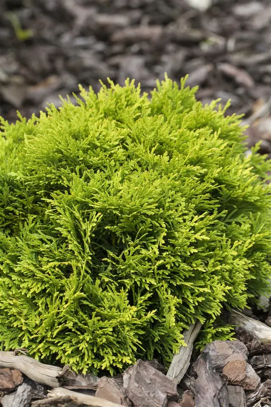 Thuja occ. 'Mirjam' 30- 40 C7,5 - afbeelding 1