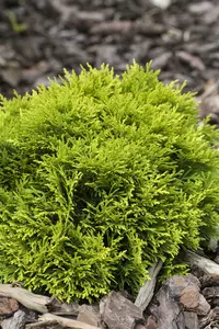 Thuja occ. 'Mirjam' 30- 40   C7,5 - afbeelding 1