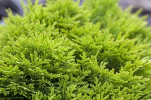 Thuja occ. 'Mirjam' 30- 40 C7,5 - afbeelding 4