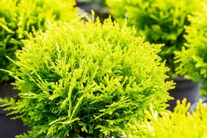 Thuja occ. 'Mirjam' 30- 40 C7,5 - afbeelding 5