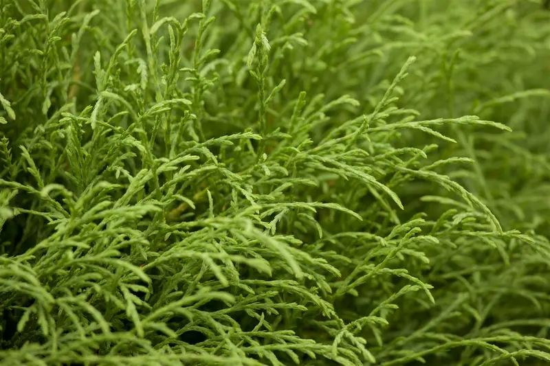 Thuja occ. 'Mr Bowling Ball' 40- 50   C7,5