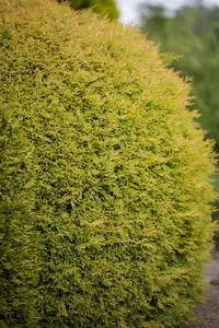 thuja occ. 'rheingold' (20- 25 C cm) - afbeelding 5