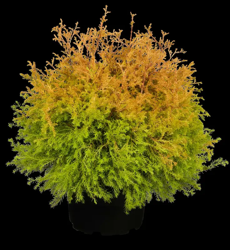 thuja occ. 'rheingold' (20- 25 C cm) - afbeelding 1