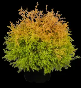 thuja occ. 'rheingold' (20- 25 C cm) - afbeelding 5