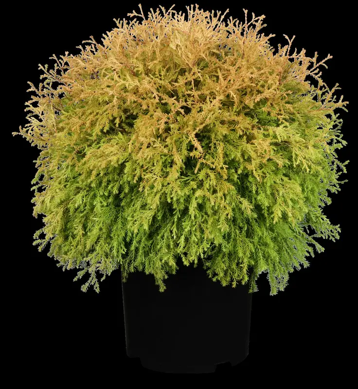 thuja occ. 'rheingold' (20- 25 C cm) - afbeelding 3