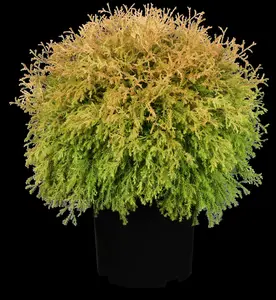 thuja occ. 'rheingold' (20- 25 C cm) - afbeelding 3