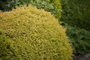 thuja occ. 'rheingold' (20- 25 C cm) - afbeelding 4
