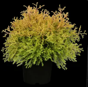 thuja occ. 'rheingold' (20- 25 C cm) - afbeelding 2