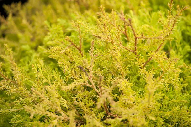 Thuja occ. 'Rheingold' 40- 50   C7,5 - afbeelding 3