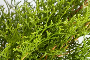 Thuja occ. 'Smaragd' ('emeraude') 140-160   C25 - afbeelding 3