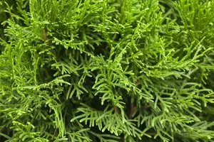 Thuja occ. 'Smaragd' ('emeraude') 200X100X40 QUICKHEDGE