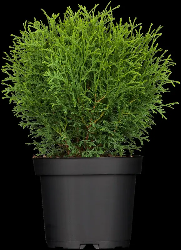 thuja occ. 'tiny tim' (20- 30 C cm) - afbeelding 1