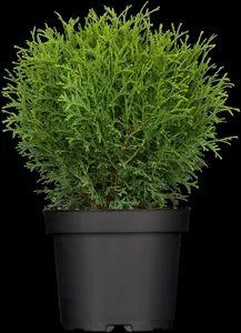 thuja occ. 'tiny tim' (20- 30 C cm) - afbeelding 5