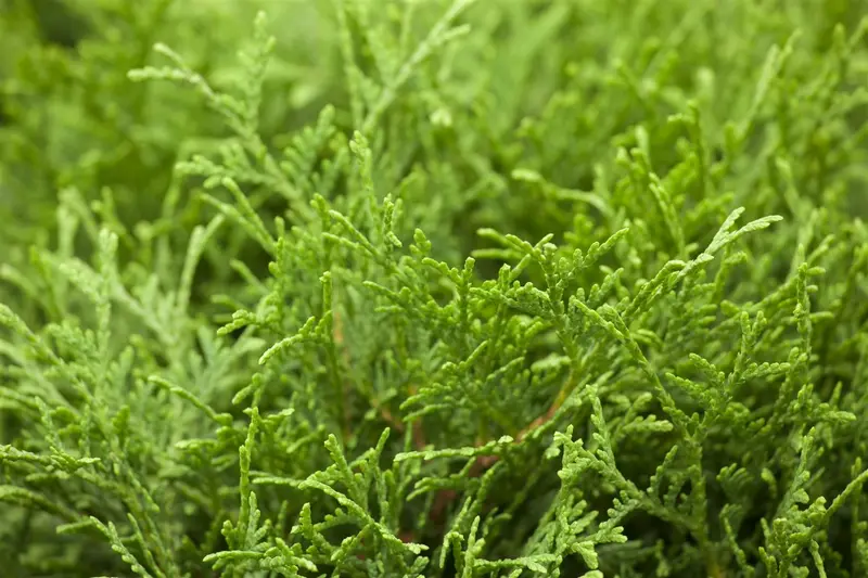 thuja occ. 'tiny tim' (20- 30 C cm) - afbeelding 3