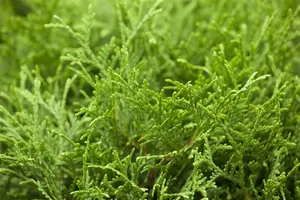 thuja occ. 'tiny tim' (20- 30 C cm) - afbeelding 3