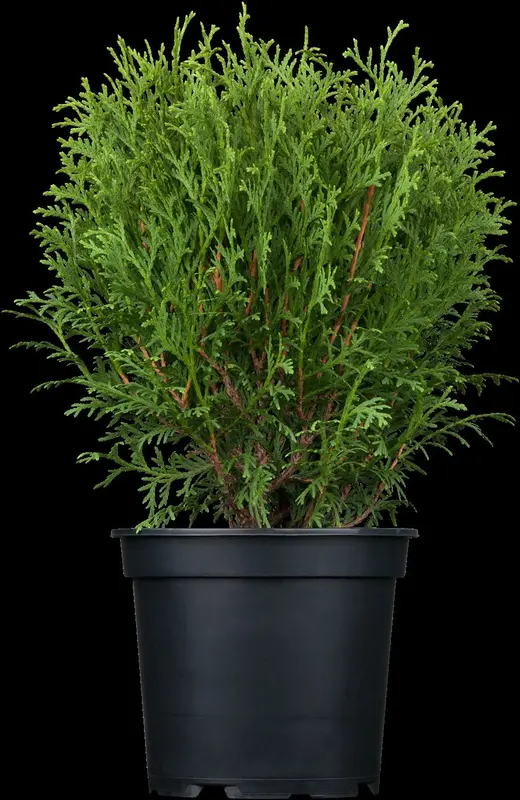 thuja occ. 'tiny tim' (20- 30 C cm) - afbeelding 2