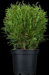 thuja occ. 'tiny tim' (20- 30 C cm) - afbeelding 2