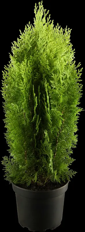 thuja or. 'aurea nana' (25- 30 C cm) - afbeelding 1