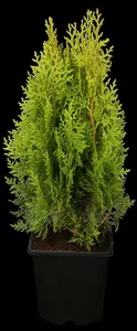thuja or. 'aurea nana' (25- 30 C cm) - afbeelding 2